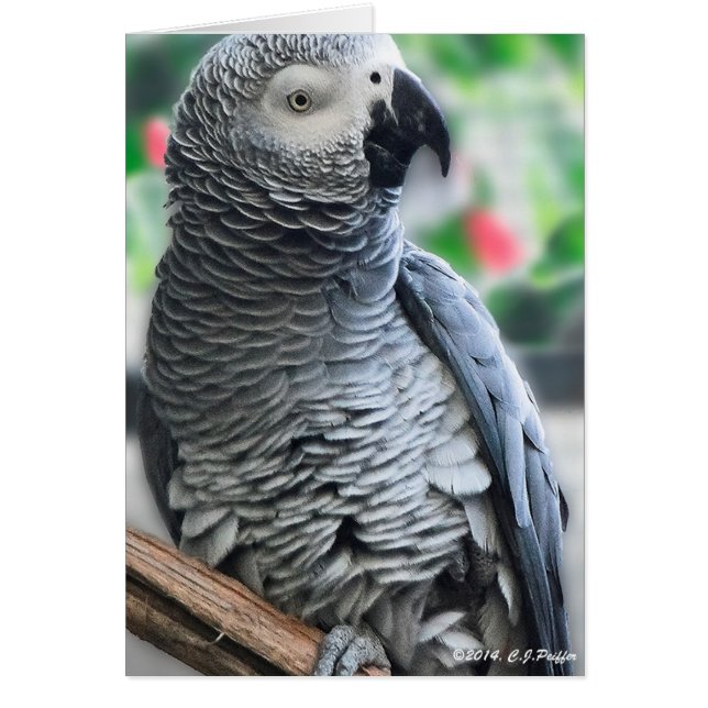 "African Grey Parrot" (Front)