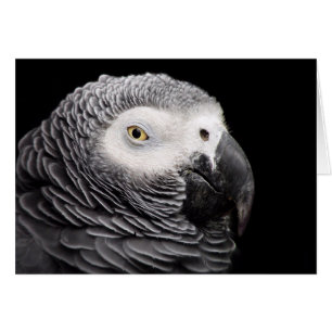African Grey Parrot