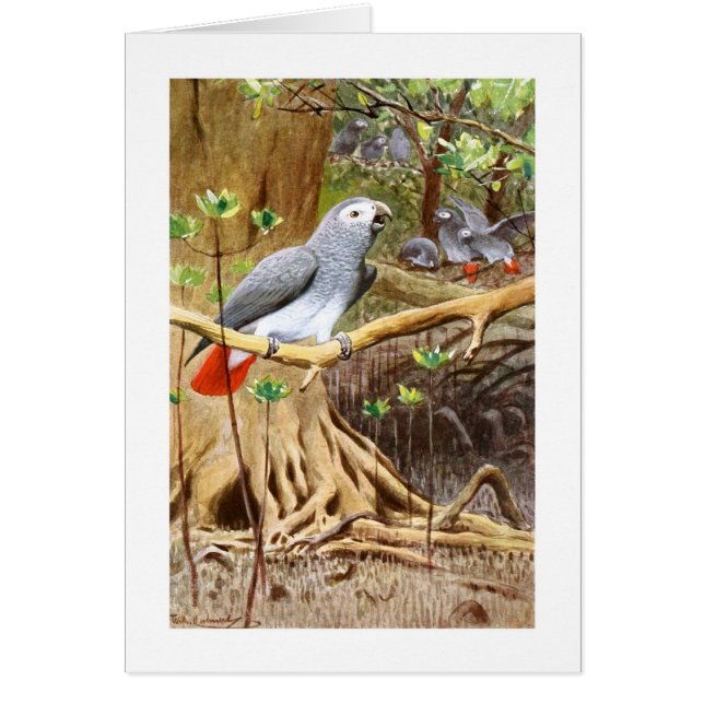African Grey Parrot (Front)