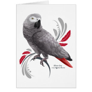 African Grey Parrot