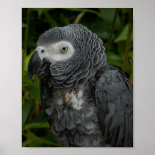 African Grey Parrot - Bird Photography Poster