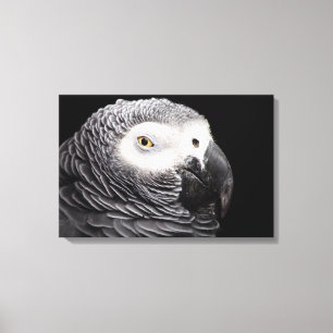 African Grey Parrot Canvas Print