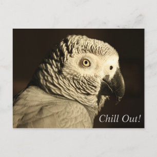 African Grey Parrot "Chill Out!" Postcard
