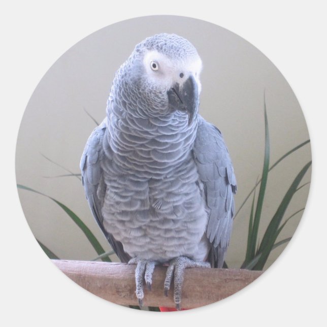 African Grey Parrot Classic Round Sticker (Front)
