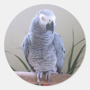 African Grey Parrot Classic Round Sticker