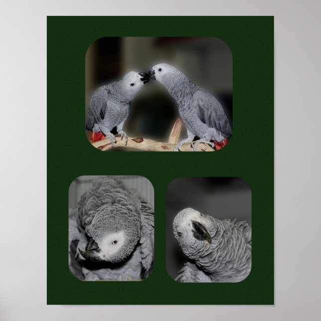 African Grey Parrot Collage Animal Poster (Front)