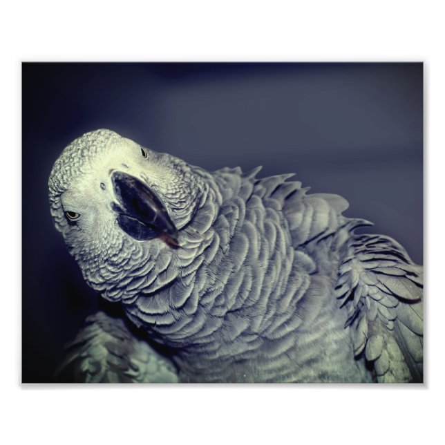 African Grey Parrot Cute Bird 8x10 Photo Print (Front)
