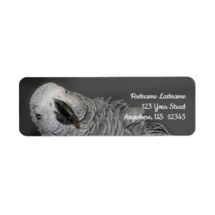 African Grey Parrot Cute Bird Address