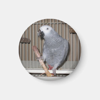 African Grey Parrot eating a chicken bone Magnet