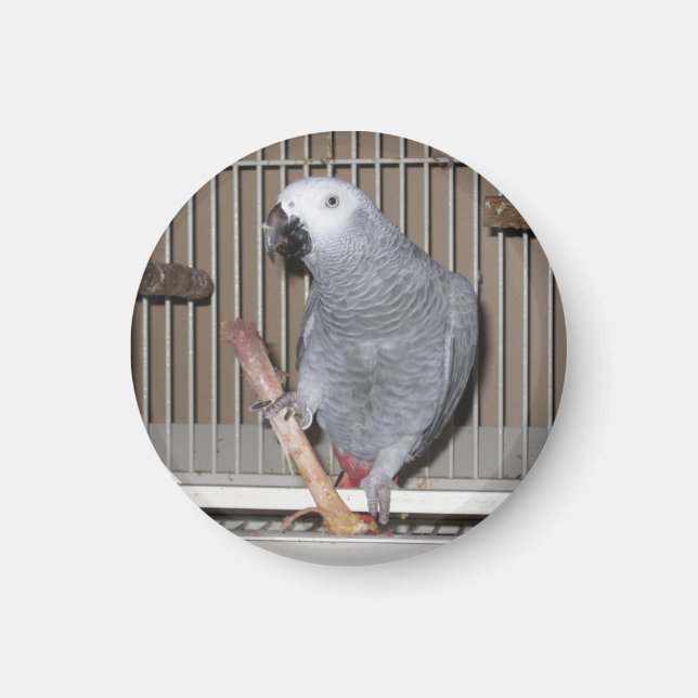 African Grey Parrot eating a chicken bone Magnet (Front)