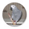 African Grey Parrot eating a chicken bone