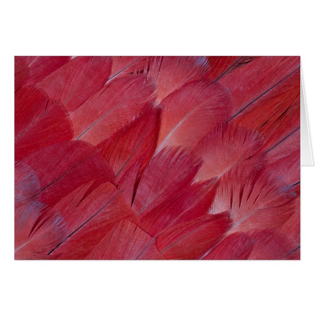 African Grey Parrot Feather Design (Front Horizontal)