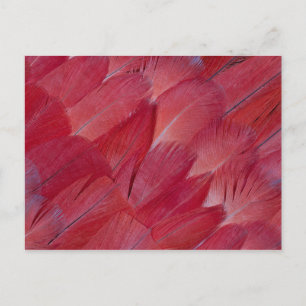 African Grey Parrot Feather Design Postcard