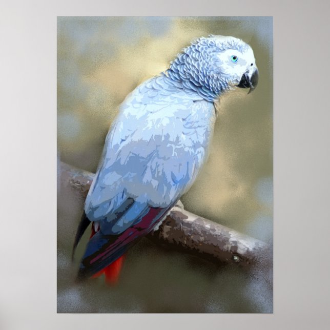 African Grey Parrot Fine Art Prints (Front)