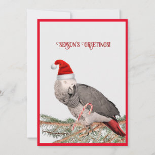 African Grey Parrot Flat Holiday Card