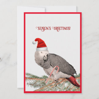 African Grey Parrot Flat Holiday Card