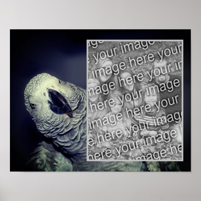 African Grey Parrot Frame Add Your Photo Poster (Front)