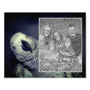 African Grey Parrot Frame Create Your Own 8x10 Photo Print