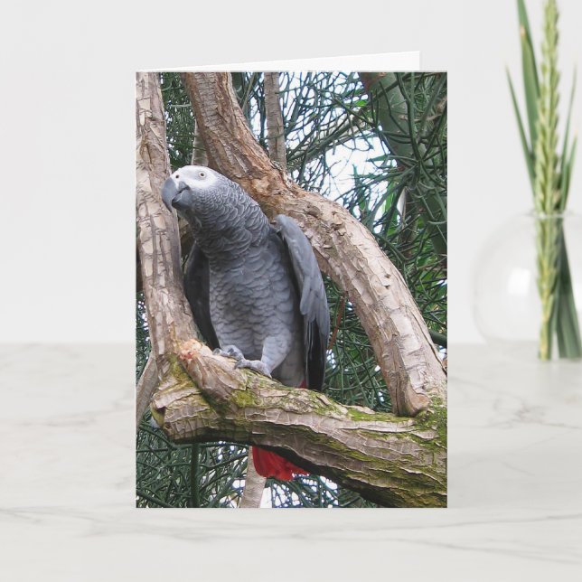 African Grey Parrot Greeting Card (Front)