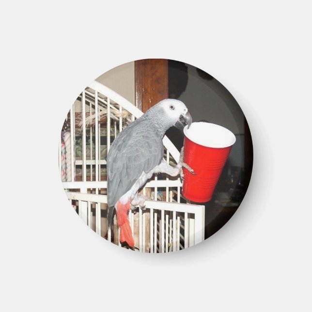 African Grey Parrot holding a cup Magnet (Front)
