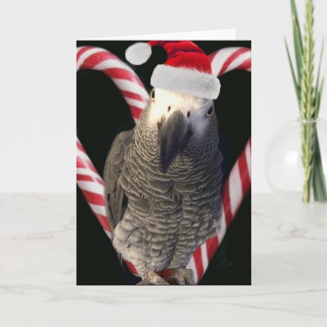 African Grey Parrot Holiday Season Card (Front)