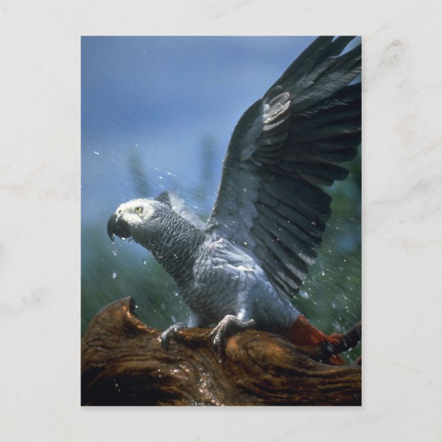 African grey parrot in hose shower postcard (Front)