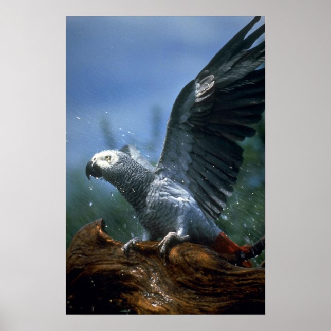 African grey parrot in hose shower poster (Front)