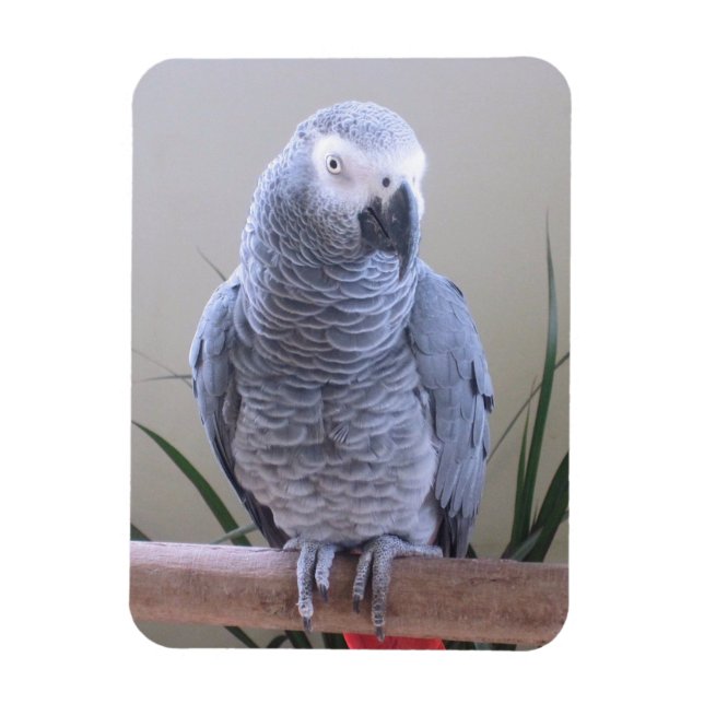 African Grey Parrot Magnet (Vertical)
