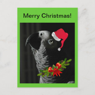 African Grey Parrot Merry Christmas! Postcard