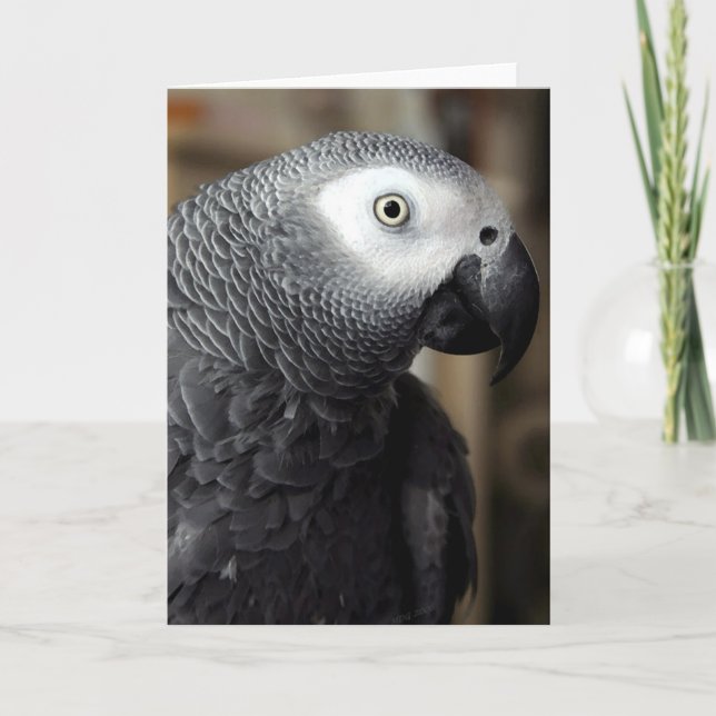African Grey Parrot Portrait Blank Greeting Card (Front)