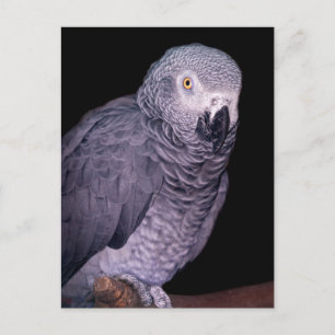 African Grey Parrot Postcard
