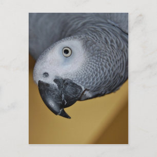 African Grey Parrot Postcard