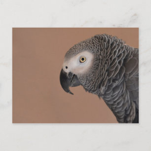 African Grey Parrot Postcard
