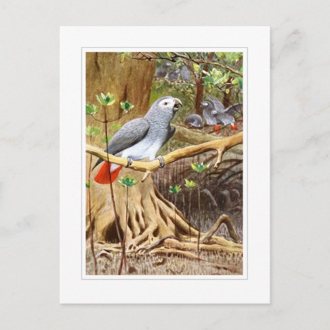 African Grey Parrot Postcard (Front)