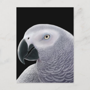 African Grey Parrot Postcard