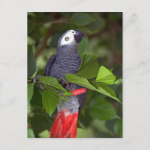 African grey parrot postcard