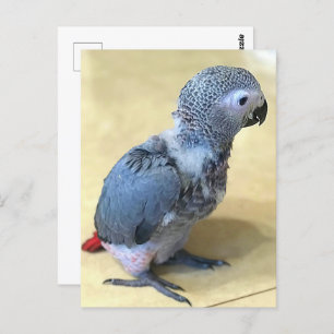 African grey parrot, Postcrossing Postcard