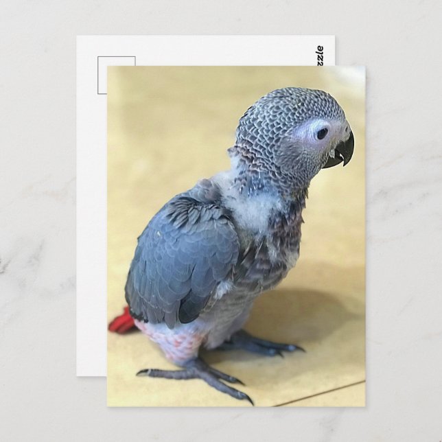 African grey parrot, Postcrossing Postcard (Front/Back)