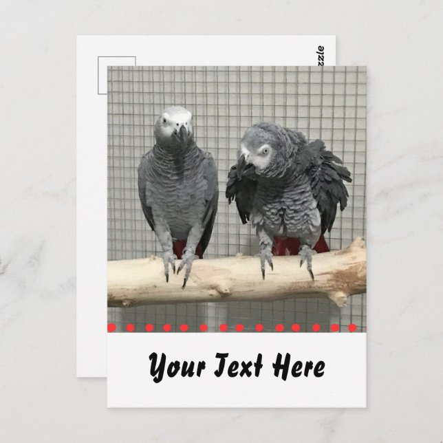 African Grey Parrot, Postcrossing Postcard (Front/Back)