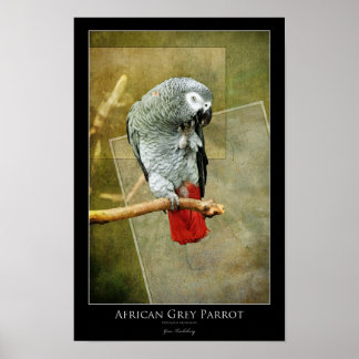 African Grey Parrot Poster