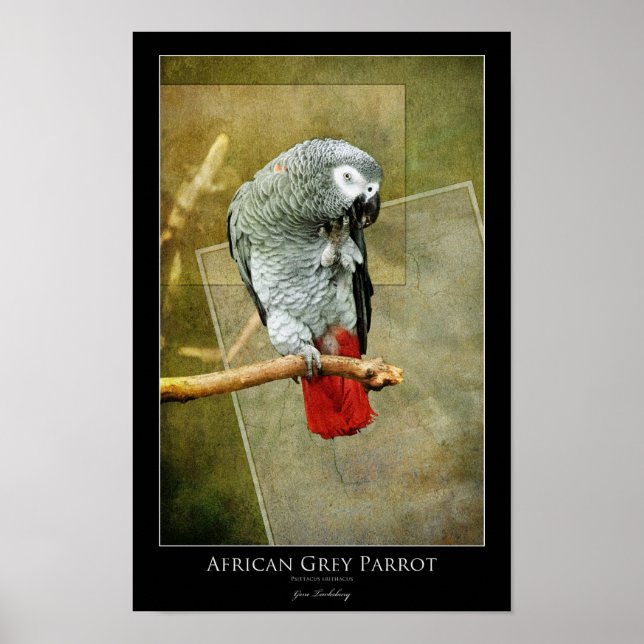 African Grey Parrot Poster (Front)