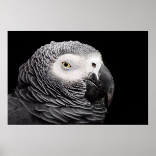 African Grey Parrot Poster