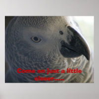 African Grey Parrot