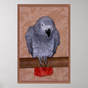 African Grey Parrot Poster