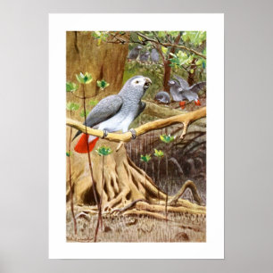 African Grey Parrot Poster
