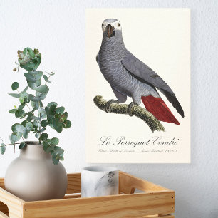 African grey parrot, Psittacus erithacus, vintage Canvas Print