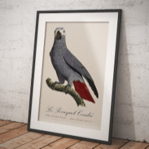 African grey parrot, Psittacus erithacus, vintage