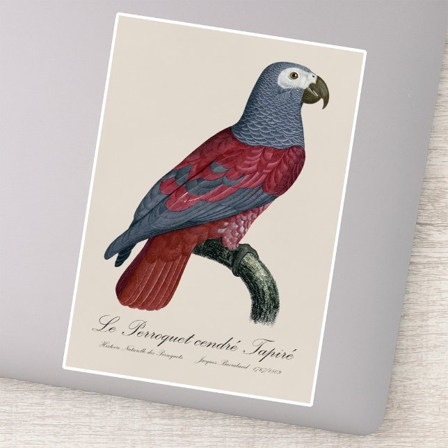 African Grey Parrot Red Factor Psittacus Erithacus (African Grey Parrot Red Factor Psittacus Erithacus. Sticker)