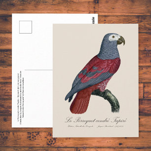 African Grey Parrot Red Factor Psittacus Erithacus Postcard