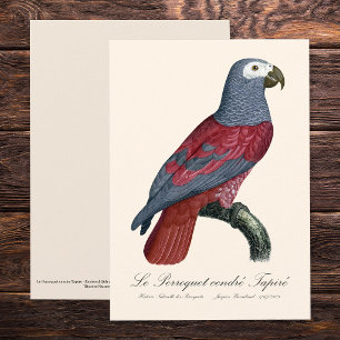 African Grey Parrot Red Factor Psittacus Erithacus Thank You Card